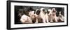 Puppy Love-null-Framed Photographic Print