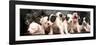 Puppy Love-null-Framed Photographic Print