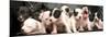 Puppy Love-null-Mounted Photographic Print