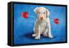 Puppy Lover-Will Bullas-Framed Stretched Canvas