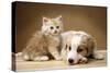 Puppy Lying Together with Kitten-null-Stretched Canvas