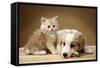 Puppy Lying Together with Kitten-null-Framed Stretched Canvas