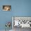 Puppy Lying Together with Kitten-null-Photographic Print displayed on a wall