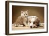 Puppy Lying Together with Kitten-null-Framed Photographic Print