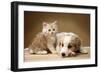 Puppy Lying Together with Kitten-null-Framed Photographic Print