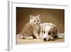 Puppy Lying Together with Kitten-null-Framed Photographic Print
