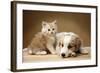 Puppy Lying Together with Kitten-null-Framed Photographic Print