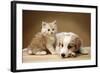 Puppy Lying Together with Kitten-null-Framed Photographic Print