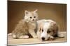 Puppy Lying Together with Kitten-null-Mounted Photographic Print