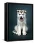 Puppy Of Siberian Husky-ingret-Framed Stretched Canvas