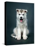 Puppy Of Siberian Husky-ingret-Stretched Canvas