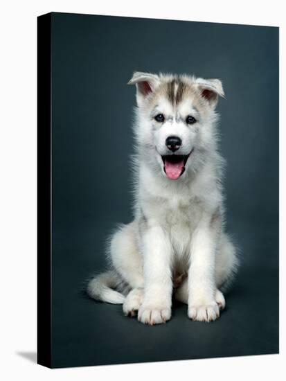 Puppy Of Siberian Husky-ingret-Stretched Canvas