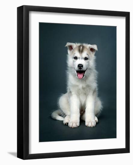 Puppy Of Siberian Husky-ingret-Framed Photographic Print