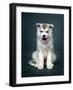 Puppy Of Siberian Husky-ingret-Framed Photographic Print