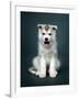 Puppy Of Siberian Husky-ingret-Framed Photographic Print