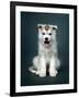 Puppy Of Siberian Husky-ingret-Framed Photographic Print