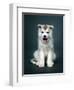Puppy Of Siberian Husky-ingret-Framed Photographic Print