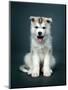 Puppy Of Siberian Husky-ingret-Mounted Photographic Print