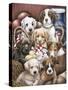 Puppy Pals-Jenny Newland-Stretched Canvas