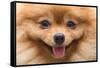 Puppy Pomeranian Dog Cute Pets in Home, Close-Up Image-Suti Stock Photo-Framed Stretched Canvas