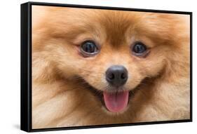 Puppy Pomeranian Dog Cute Pets in Home, Close-Up Image-Suti Stock Photo-Framed Stretched Canvas