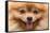 Puppy Pomeranian Dog Cute Pets in Home, Close-Up Image-Suti Stock Photo-Framed Stretched Canvas