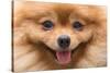 Puppy Pomeranian Dog Cute Pets in Home, Close-Up Image-Suti Stock Photo-Stretched Canvas