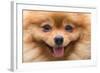 Puppy Pomeranian Dog Cute Pets in Home, Close-Up Image-Suti Stock Photo-Framed Photographic Print