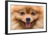 Puppy Pomeranian Dog Cute Pets in Home, Close-Up Image-Suti Stock Photo-Framed Photographic Print