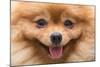 Puppy Pomeranian Dog Cute Pets in Home, Close-Up Image-Suti Stock Photo-Mounted Photographic Print