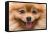 Puppy Pomeranian Dog Cute Pets in Home, Close-Up Image-Suti Stock Photo-Framed Stretched Canvas