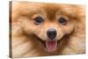 Puppy Pomeranian Dog Cute Pets in Home, Close-Up Image-Suti Stock Photo-Stretched Canvas