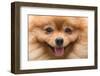 Puppy Pomeranian Dog Cute Pets in Home, Close-Up Image-Suti Stock Photo-Framed Photographic Print