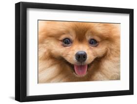 Puppy Pomeranian Dog Cute Pets in Home, Close-Up Image-Suti Stock Photo-Framed Photographic Print