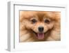 Puppy Pomeranian Dog Cute Pets in Home, Close-Up Image-Suti Stock Photo-Framed Photographic Print