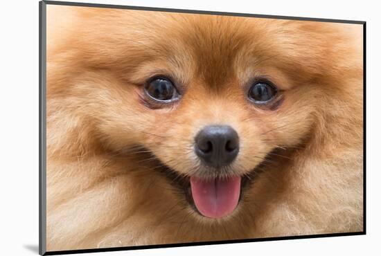 Puppy Pomeranian Dog Cute Pets in Home, Close-Up Image-Suti Stock Photo-Mounted Photographic Print