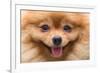 Puppy Pomeranian Dog Cute Pets in Home, Close-Up Image-Suti Stock Photo-Framed Photographic Print