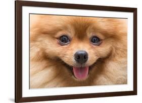 Puppy Pomeranian Dog Cute Pets in Home, Close-Up Image-Suti Stock Photo-Framed Photographic Print