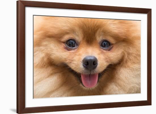 Puppy Pomeranian Dog Cute Pets in Home, Close-Up Image-Suti Stock Photo-Framed Photographic Print