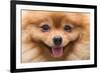 Puppy Pomeranian Dog Cute Pets in Home, Close-Up Image-Suti Stock Photo-Framed Photographic Print