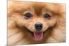 Puppy Pomeranian Dog Cute Pets in Home, Close-Up Image-Suti Stock Photo-Mounted Photographic Print
