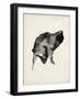 Puppy Profile I-Ethan Harper-Framed Art Print