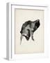 Puppy Profile I-Ethan Harper-Framed Art Print