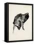 Puppy Profile I-Ethan Harper-Framed Stretched Canvas