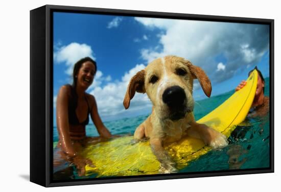 Puppy Riding on Surfboard-Rick Doyle-Framed Stretched Canvas