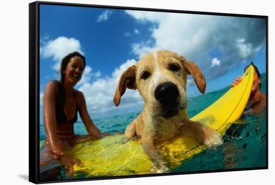 Puppy Riding on Surfboard-Rick Doyle-Framed Stretched Canvas