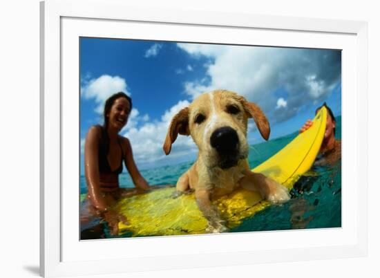 Puppy Riding on Surfboard-Rick Doyle-Framed Photographic Print