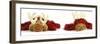 Puppy Rudolph - Dogue De Bordeaux Wearing Rudolph the Red Nosed Reindeer Costume Viewed from the Fr-Willee Cole-Framed Photographic Print