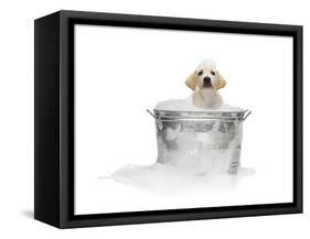 Puppy Taking Bath-Lew Robertson-Framed Stretched Canvas