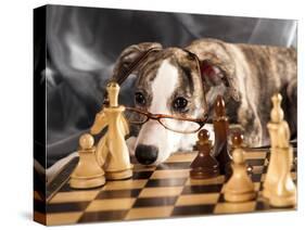 Puppy To Play Chess-Lilun-Stretched Canvas